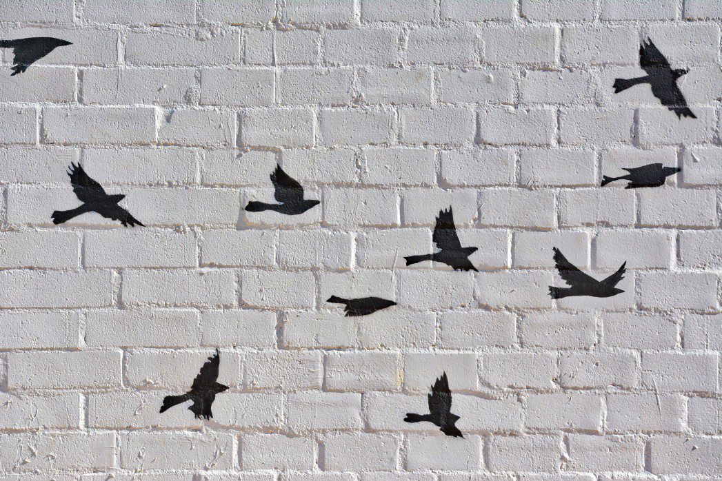 bird strike prevention window film st louis